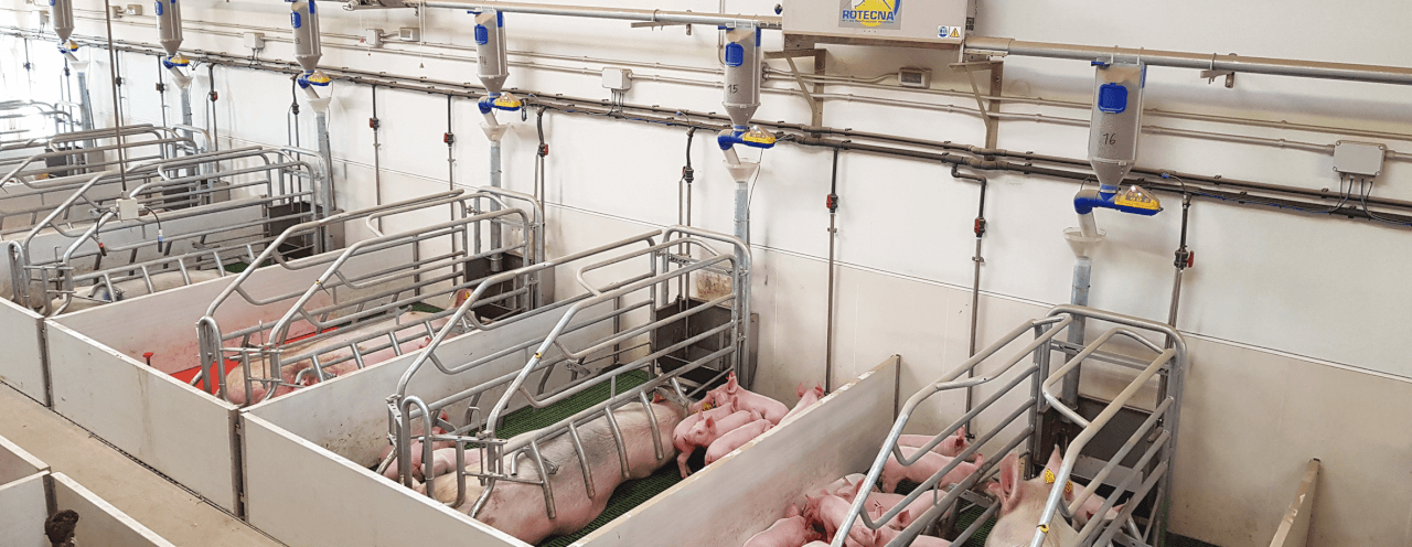 “With the Dositronic we have achieved very good feed consumption and the sows are weaning 15.7 piglets of a weight of 5.4 kg”