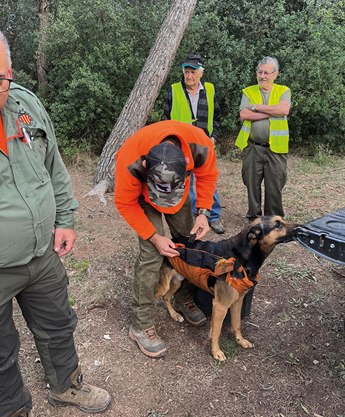 peste porcina africana en collserola