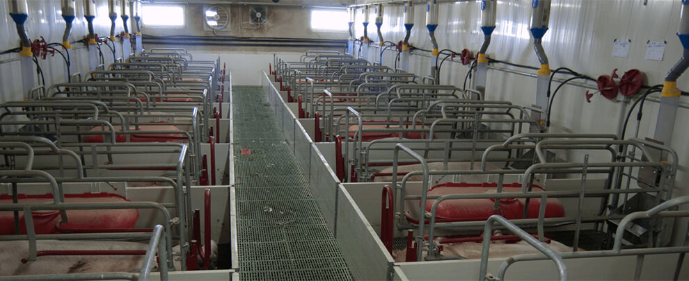 Analysis of energy savings in farrowing