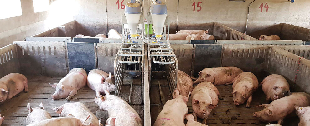 Как правильно кормить супоросных свиноматок?