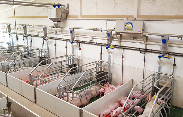 cerdas en lactación