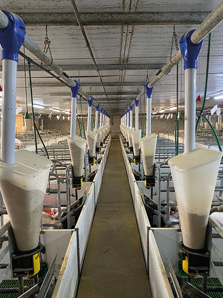 dispensador alimento para cerdas