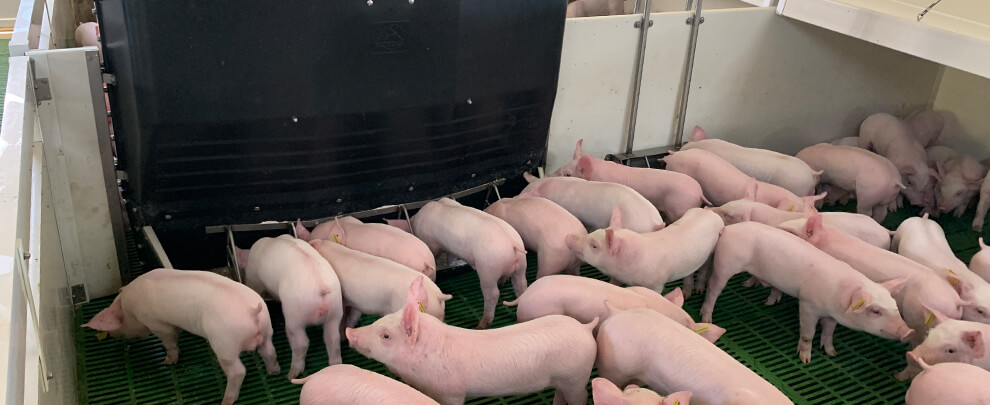 How should we feed the pigs when they arrive at weaning?