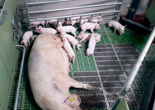 maternidades libres en granjas porcinas