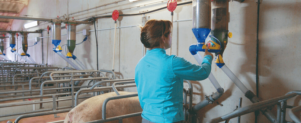 N. Erill: "With Dositronic, we have increased the feed and water intake of the sows"