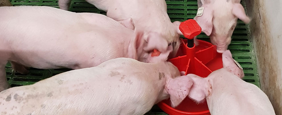 Piglet feeding management with dry lactoinitiator feed