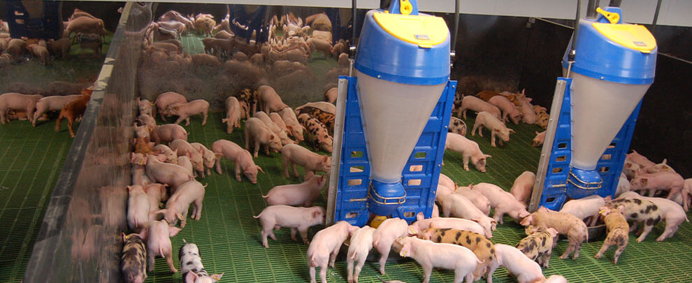 How should we feed piglets in transition?