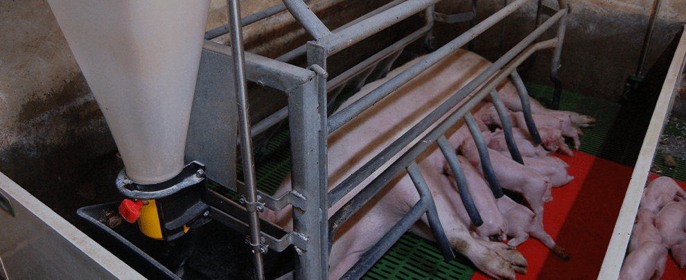 How we should feed the sows in farrowing?