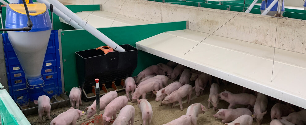 &iquest;C&oacute;mo escoger entre alimentaci&oacute;n seca o en h&uacute;medo en porcino?