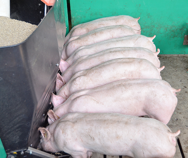 comederos para cerdos