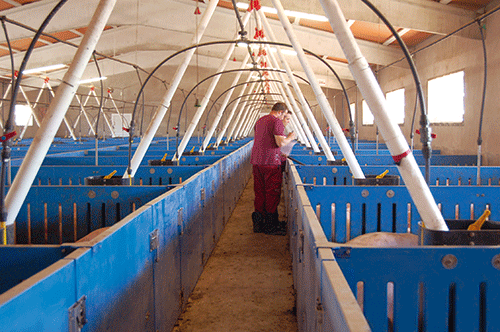 como mejorar el indice de conversion en cerdos