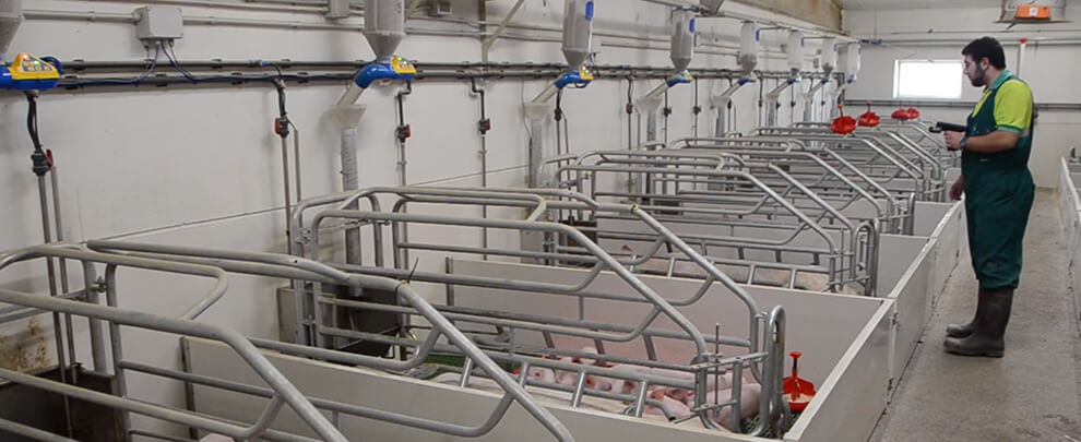 Automation in pig farms for efficient production