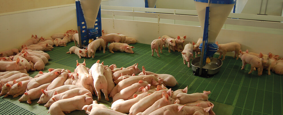 WelFarmers selecciona 12 prácticas europeas de bienestar porcino