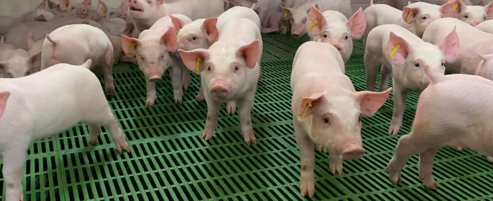 El proyecto WelFarmers impulsa el bienestar en granjas porcinas