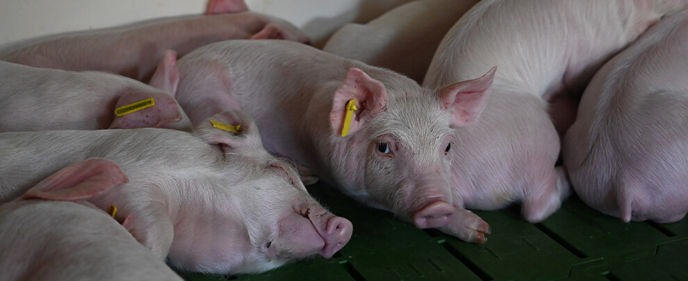 Bienestar animal, una prioridad para el sector porcino