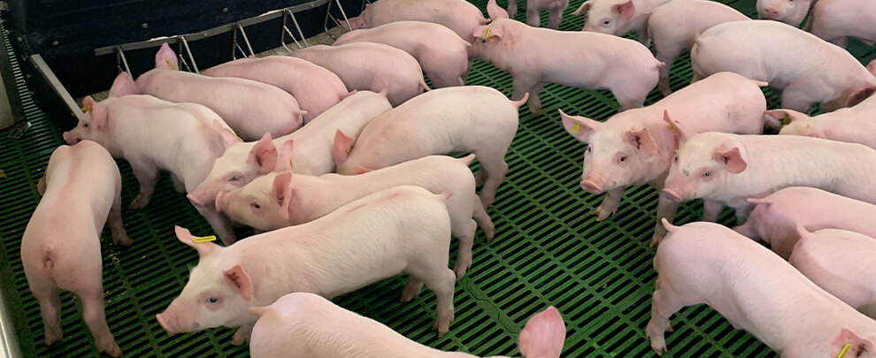 J. Beneria: “Evofeed helps us reduce the piglets’ digestive issues”