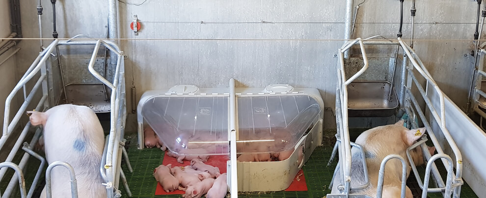 How to reduce neonatal piglet mortality?