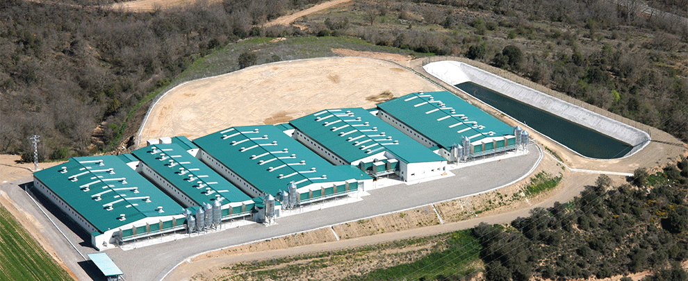 Bioseguretat, un factor clau a les granges porcines