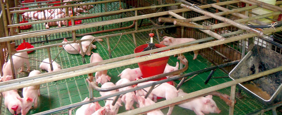 Health, the main challenge of the swine sector in Guatemala