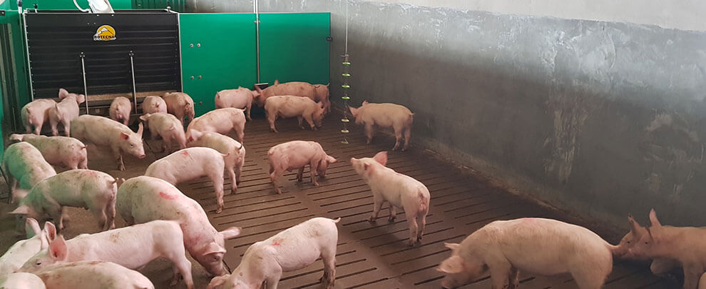 Previsió per a la producció porcina espanyola de 2020 a 2030