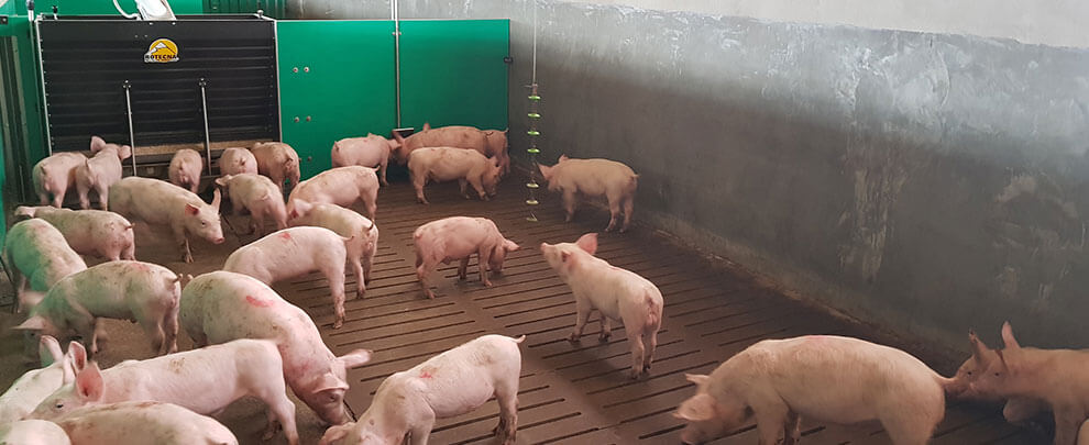 What will the next decade be like for Spanish pig production?