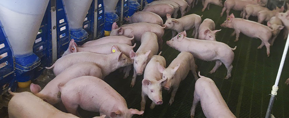 Crece la producción porcina en Sudáfrica