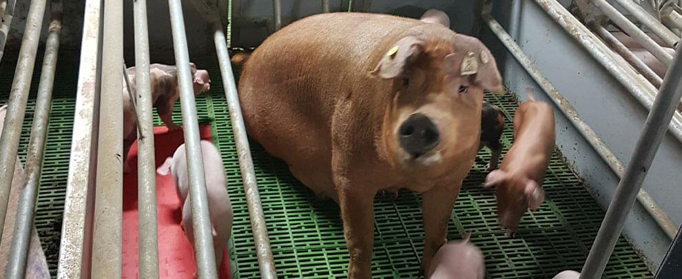 El cerdo, una opción para la medicina humana