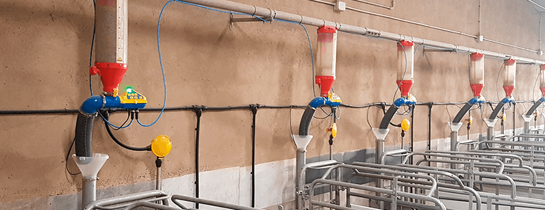 New electronic feeding system for sows from Rotecna