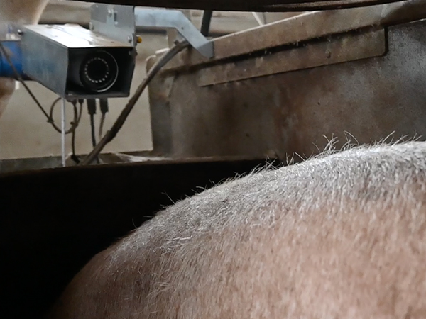 visión artificial granjas porcinas