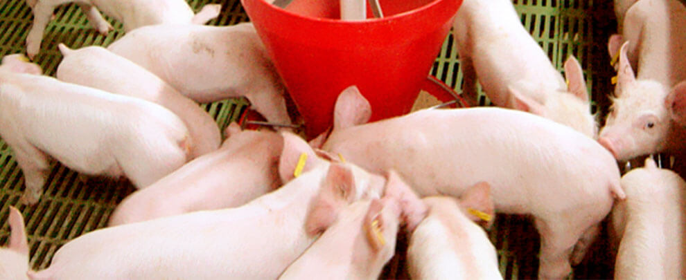 How to avoid abnormal behavior in pigs