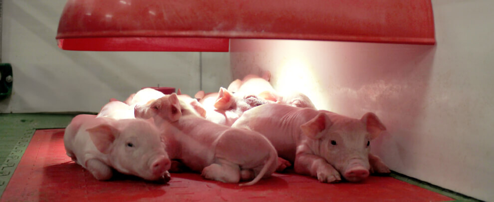 How to reduce energy consumption in pig farms during winter