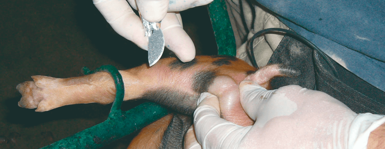 El sector porcino avanza hacia alternativas a la castración quirúrgica