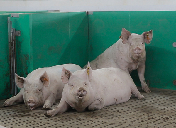 alimentacion cerdas gestantes