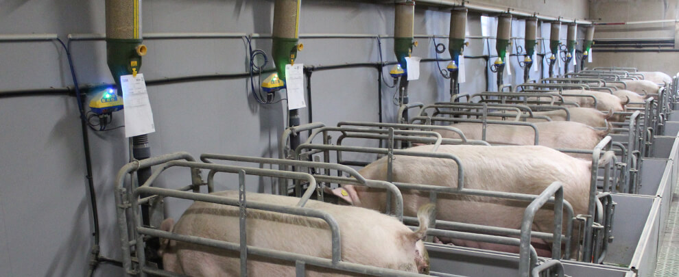 Claves para maximizar la producci&oacute;n de leche en cerdas lactantes