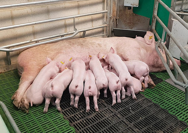 equipamiento porcino