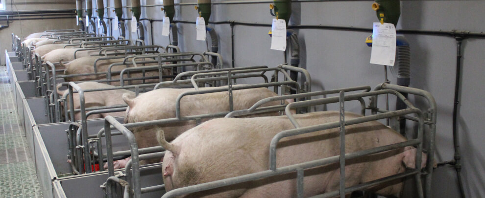 Gilts: key factors for improving reproductive performance