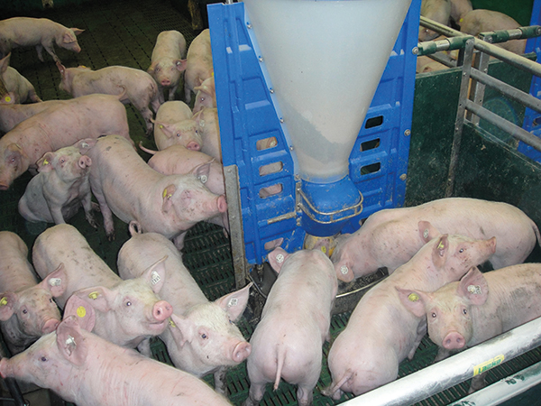 producción cerdos alemania