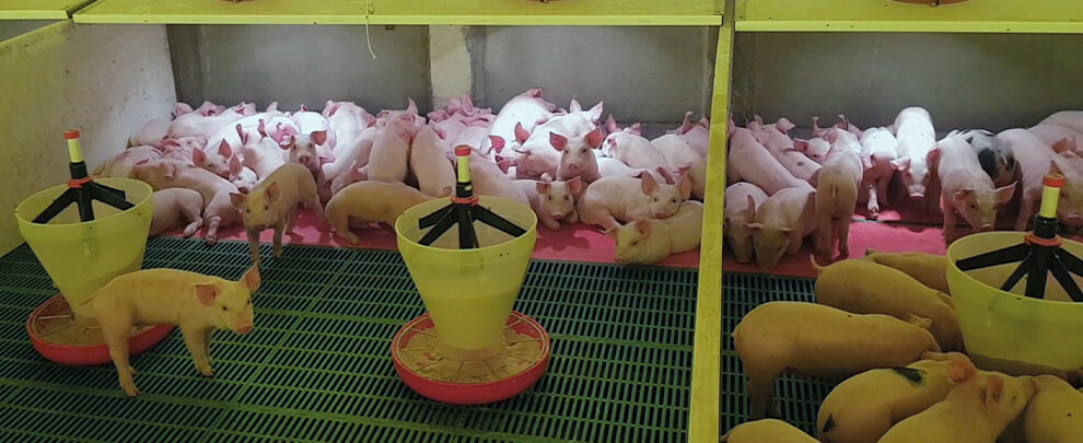 Brasil, quart productor mundial de carn de porc
