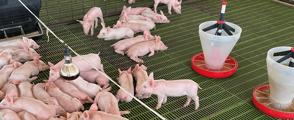 Ecuador has increased its PIG production in the last 15 years