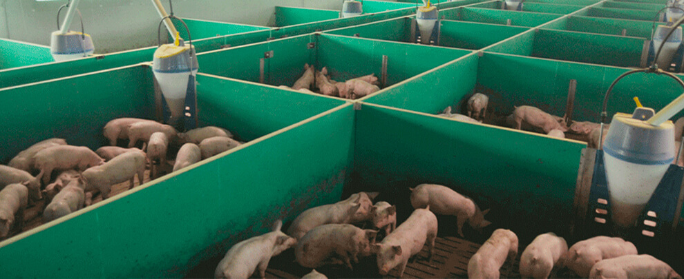 How will Royal Decree 809/2025 affect our farms?