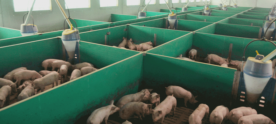 ¿Cómo afectará el Real Decreto 809/2025 a nuestras granjas?