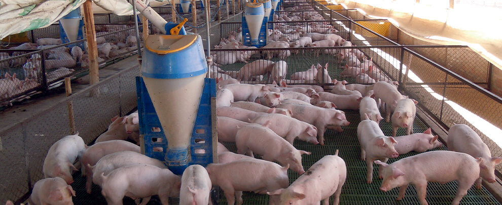 Fort augment de la demanda local de carn de porc a Uruguai