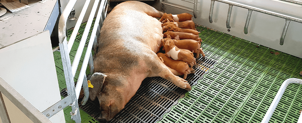 Precision technology applied on pork farms