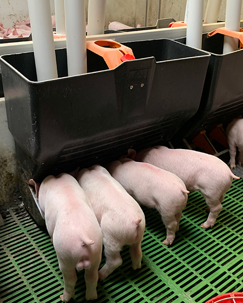 equipamiento porcino