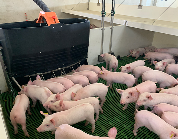 alimentación cerdos en transición