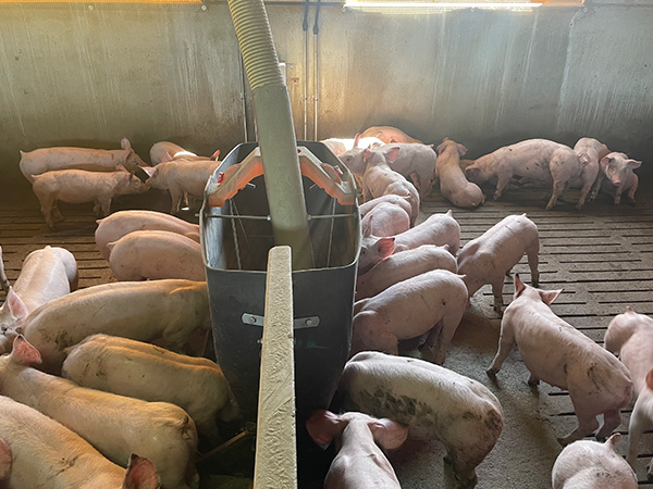 alimentacion cerdos engorde