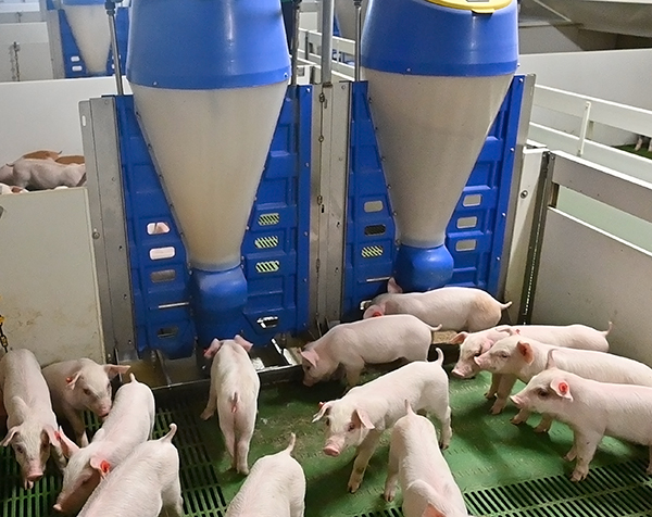 alimentación cerdos en transición