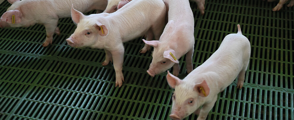 Five ways to avoid tail biting