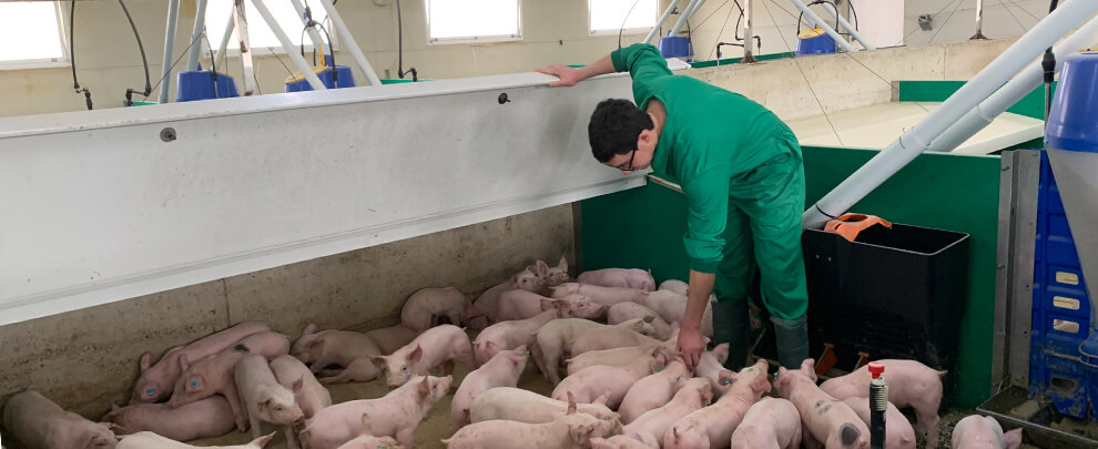 What pig behaviour tells us about the condition of the farm?