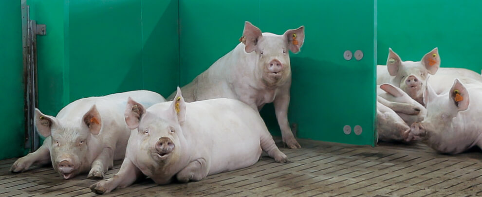 Body condition management in gestating sows